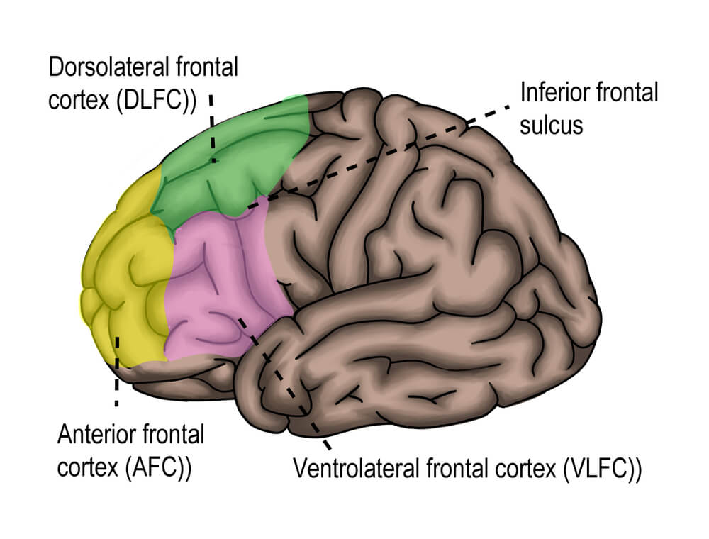 brain prefrontal cortex regions