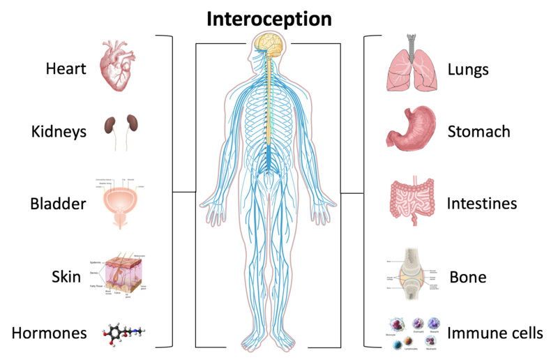 human nervesystem and inner organs